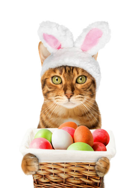 Easter cat with rabbit ears holding a basket with eggs. Easter concept.