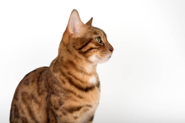 Studio portrait of young bengal cat looking away on white background. Side view. Isolated cat for advertising.
