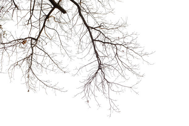 istock Natural large branch of old oak tree on white background 2202500008
