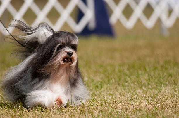 Havanese dog exhibiting at a dog show in New York