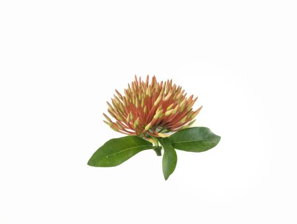 istock Pink Ashoka flower bud isolated on white background 2202504976