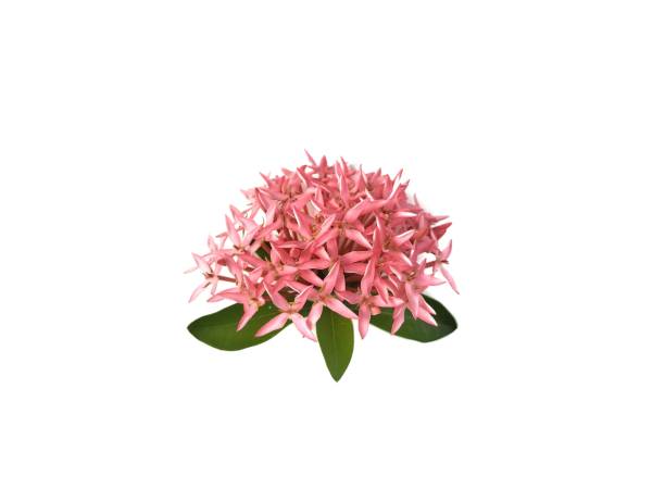 istock Pink Ashoka flower or Ixora flower isolated on white background 2202506103