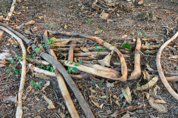 istock Pile of old hoses 2202506240