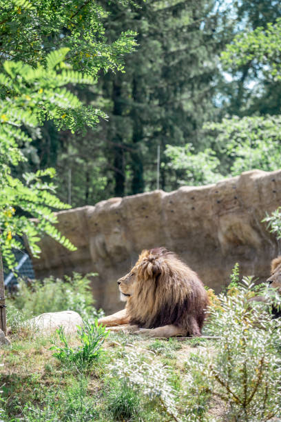 istock Majestic lion resting in a tranquil zoo setting during daylight hours 2202506280