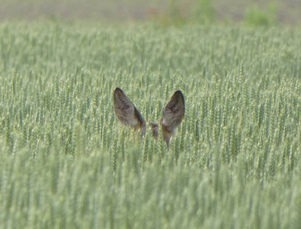 istock Roe deer Capreolus caprelolus in the wheat 2202508172