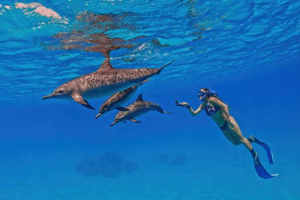istock Spinner dolphins and free diver in Sataya reef (Red Sea) Southern Egypt 2202508616