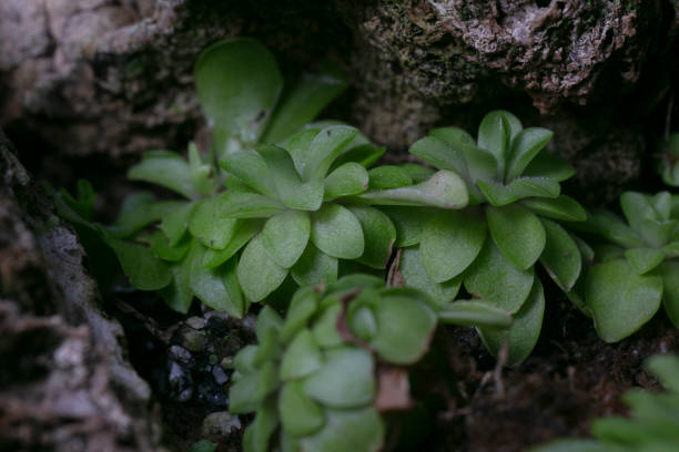 istock Mexican butterwort -Pinguicula 2202508878