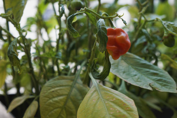 istock fresh chili pepper growing on plant in garden 2202509491