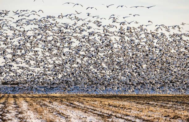 Flock of Snow Geese at Sunset – Delta, British Columbia