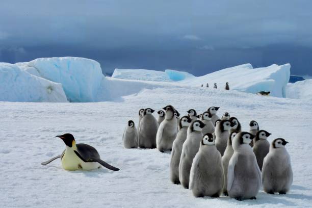 istock A Belly sliding Emperor Penguin with its creche of chicks 2202509668
