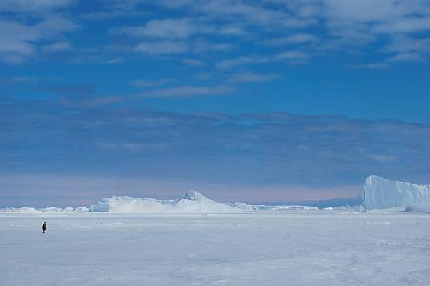 A single Emperor Penguin stands in the middle of the vast plains of sea ice