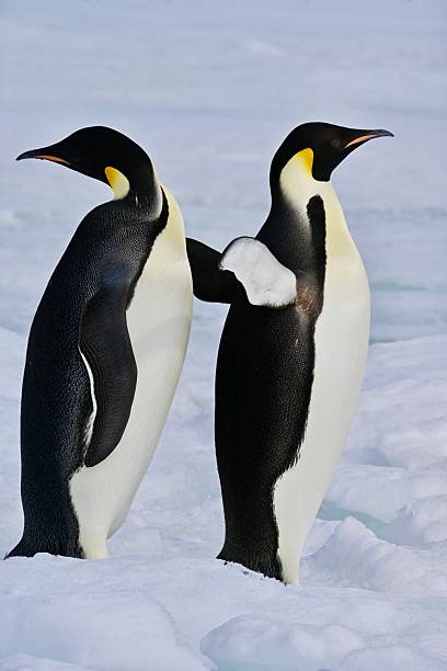 istock A pair of Emperor Penguins in profile 2202509766