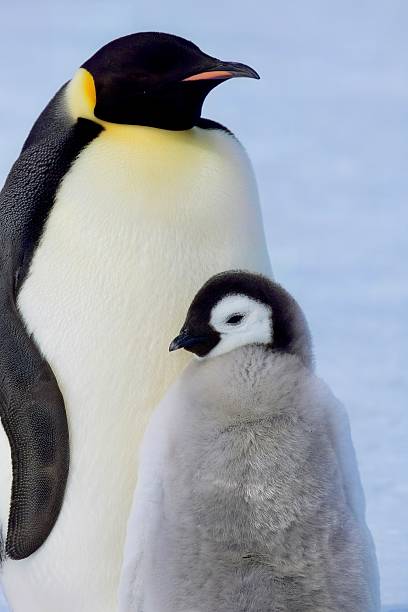 A fluffy Emperor Penguin Chick stays close to its parent.