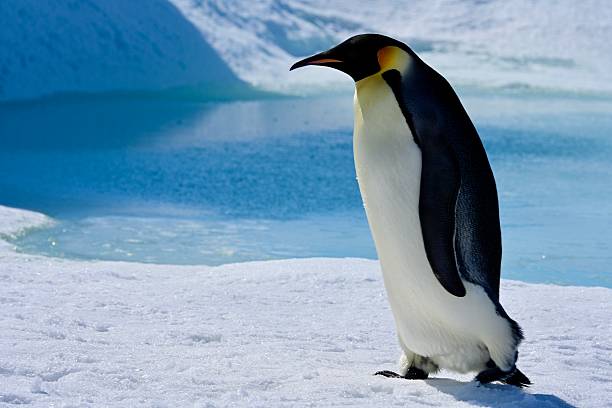An adult Emperor Penguin walks in front of a turquoise melt pool