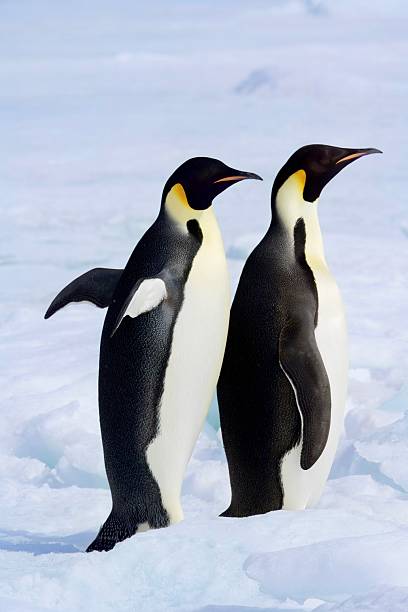 istock A Pair of Emperor Penguins 2202509863
