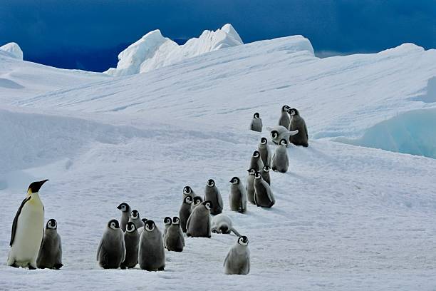 A Creche of Emperor Penguin chicks under the watchful gaze of an adult descend an icy slope against a dramatic backdrop.