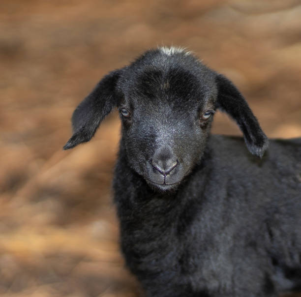istock Portrait of a black sheep less than a day old 2202510949