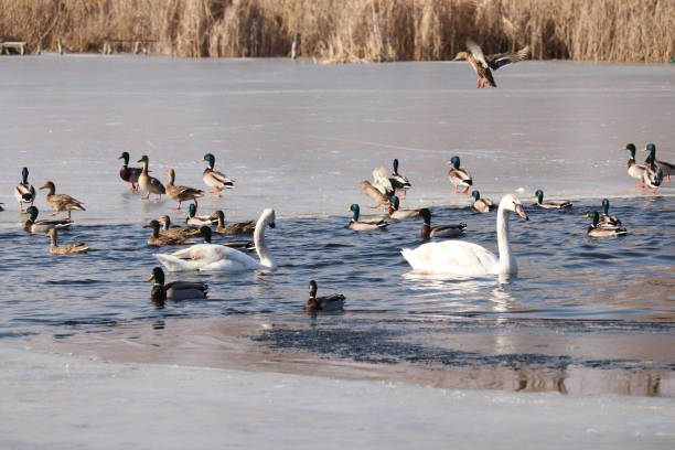 istock Swans and wild ducks swim in the polynya. 2202511633