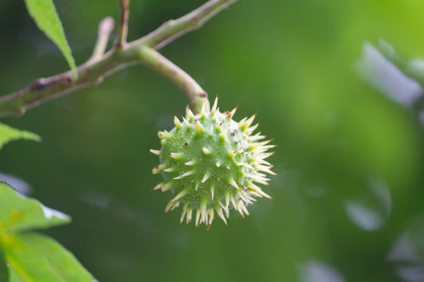 istock A conker growing on a Horse Chestnut Tree (Aesculus hippocastanum). 2202512447