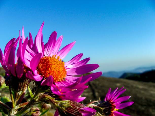 Flower on top of a mountain. Photographed at Pico do Lopo, in the municipality of Joanópolis, state of São Paulo, Brazil.