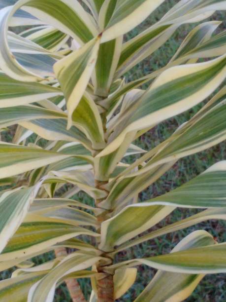 istock The leaf insertion of Dracaena reflexa is characterized by its long, lanceolate leaves, which alternate along the stem. This insertion pattern contributes to the plant's vertical growth, giving it a harmonious and symmetrical appearance. 2202512892