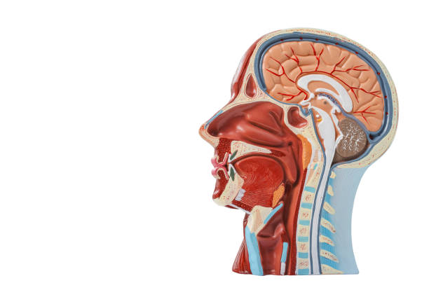 Anatomical model of human head with vascular structures and nerves, isolated on white background. Neurology, concept