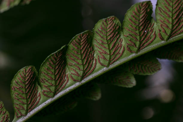 Fern bracts macro pattern in a Northumberland wood