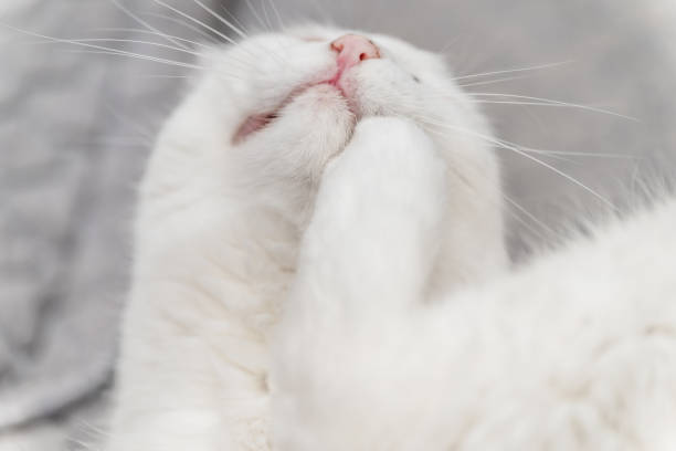 istock White cat lying on bed, close-up, selective focus. Cute pets. 2202516667