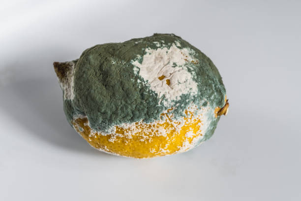 istock Mold on lemon with very pronounced symptoms. Moldy lemon on white background. 2202516792