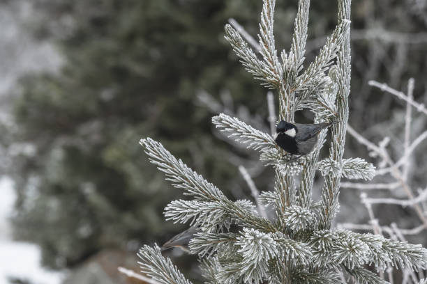 istock A tit (Periparus rufonuchalis) sits on a spruce branch in the forest in winter. 2202517020