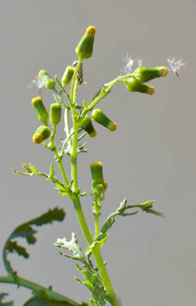 istock Senecio vulgaris grows in nature 2202518705