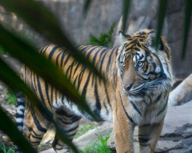 istock Father Tiger peering out through palm leaves 2202518763