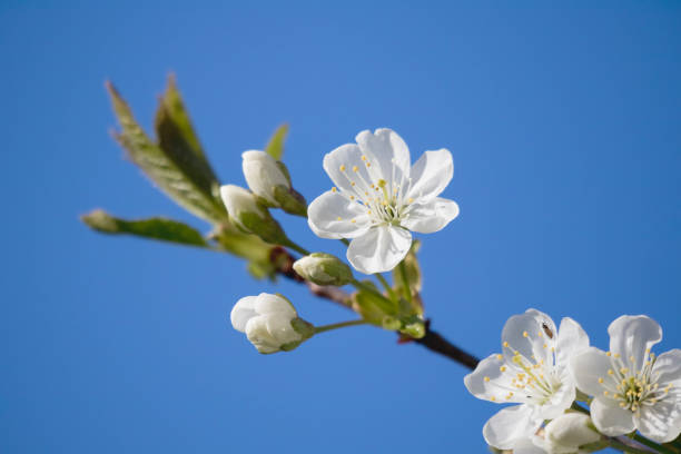 cherry blossoms on branch with blue sky background.