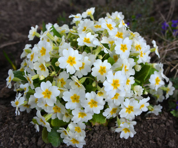 istock Primrose blooms in the garden 2202518941