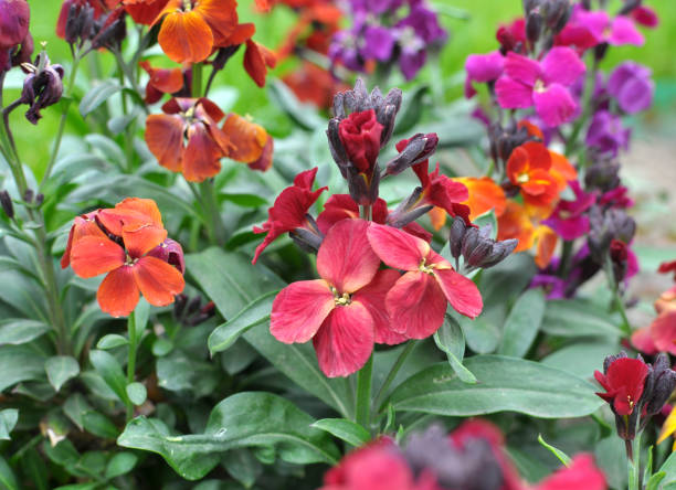 Erysimum cheiri (Cheiranthus cheiri) blooms in the garden in spring