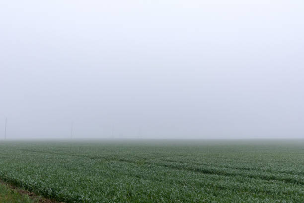 foggy field with green grass and distant horizon.