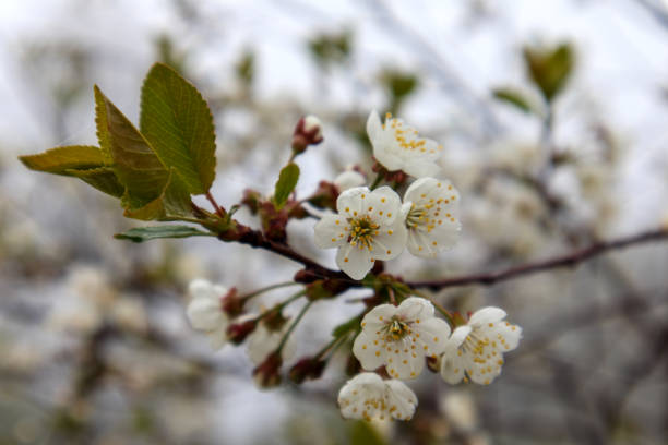 close-up white flowers on tree branch, rocky background