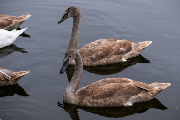 istock two young brown mute swans, white plumage not yet formed 2202519839