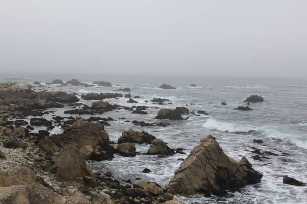 A captivating coastal landscape featuring the majestic ocean and towering fir trees along the scenic 17-Mile Drive in California