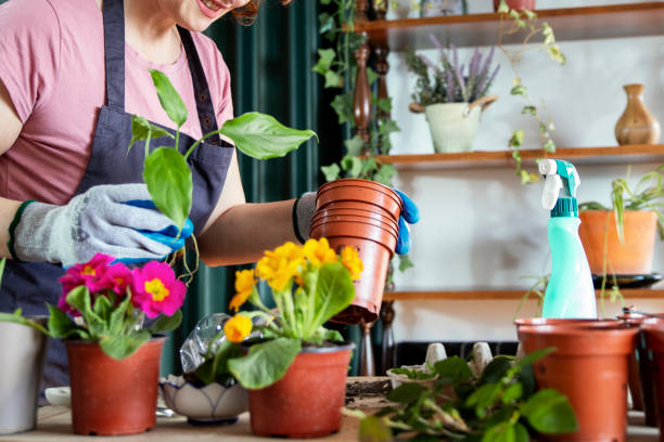 istock Woman preparing new plants for garden 2202519920