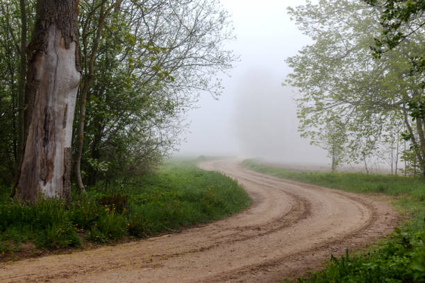 a dirt road winding through a misty forest.
