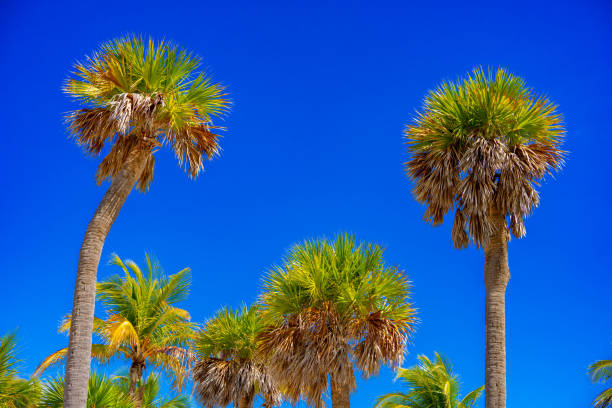 Stock photo palm trees Miami