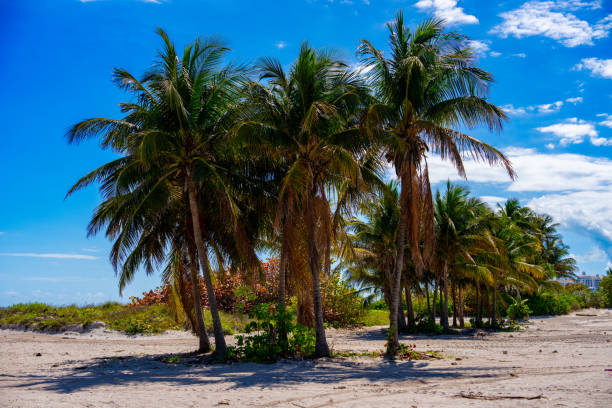 Stock photo palm trees Miami