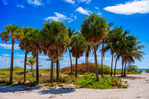 Stock photo palm trees Miami