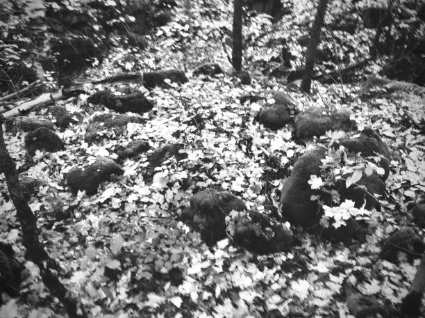 Series produced with monochrom sensor: Macrophotography