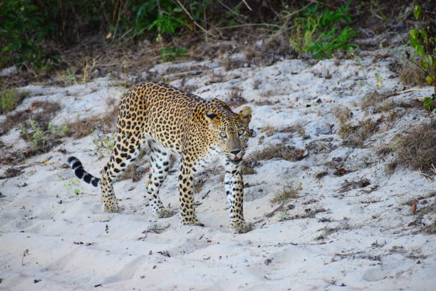 istock Jessica the female Leopard 2202521223