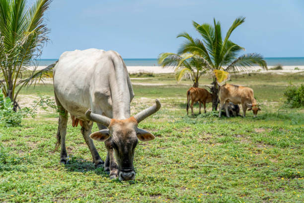 istock Cows Grazing on a Tropical Beachside Pasture 2202521823