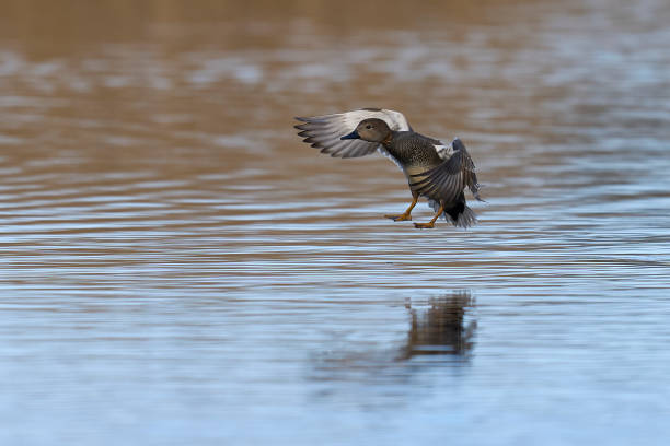 istock Gadwall coming in to land 2202522020
