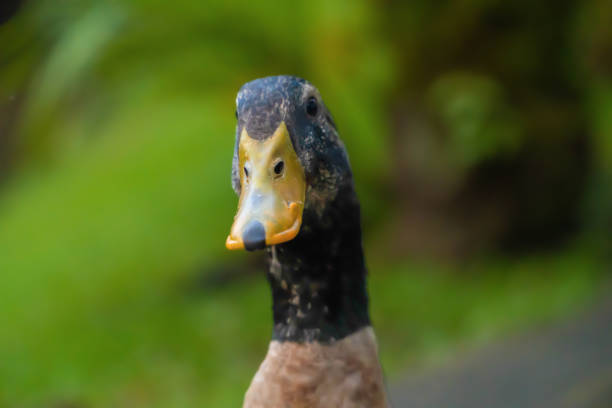 istock Close-up of a curious duck with a blurred green background 2202523282