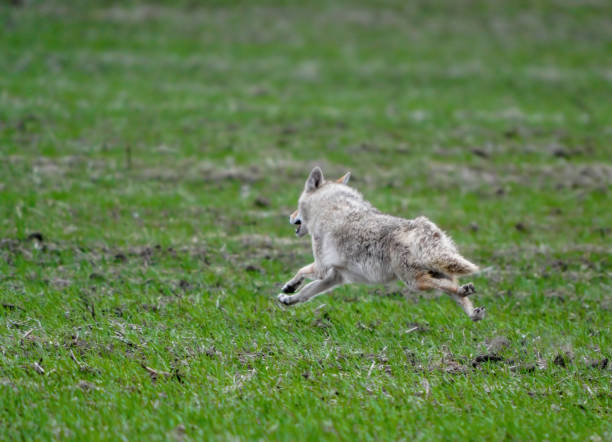 Wild coyote running fast on short green grass